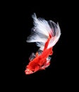 Red and white siamese fighting fish halfmoon , betta fish isolated on black background.. Royalty Free Stock Photo