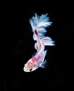 Red and white siamese fighting fish halfmoon , betta fish isolated on black background.. Royalty Free Stock Photo