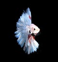 Red and white siamese fighting fish halfmoon , betta fish isolated on black background.. Royalty Free Stock Photo