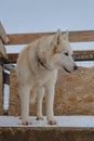 Full-length portrait in profile. Northern sled dog. Red-and-white Siberian husky with brown eyes stands on booth in