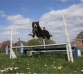 Red And White Smooth Coated Border Collie Jumping