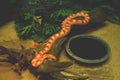 Red and white snake sleeping in the cage at the exhibition of reptiles