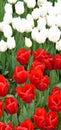 Red and white spectacular tulips and forest in the spring