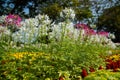 Spider flower or Cleome hassleriana or Spider plant or Grandfathers Whiskers.