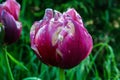 Red with white spots tulipa flower, half-openned on green garden background, close-up