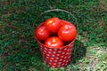 A red and white spotted bucket with a silver handle is filled with ripe tomatoes Royalty Free Stock Photo