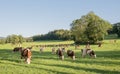 red and white spotted cows in green grassy jura landscape