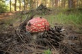 Red and white-spotted toadstool mushroom with pine cone in Etna Park