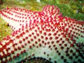 Red and white starfish