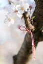 Red and white string know as martisor romanian eastern european first of march tradition hanging on a blossom cherry branch