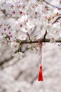 Red and white string know as martisor romanian eastern european first of march tradition hanging on a blossom cherry branch