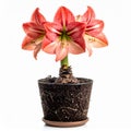 Red and White Striped Amaryllis Blossom in a Black Pot Isolated Royalty Free Stock Photo