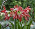 Red and white striped amaryllis with chartreuse throat