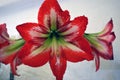 Red and white striped barbados lily, Hippeastrum striatum is a flowering perennial herbaceous bulbous plant Royalty Free Stock Photo