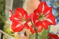 Red and white striped Barbados lily plant Royalty Free Stock Photo