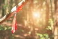 Red and white striped caution tape bind on tree.