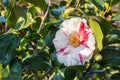 Red and white striped double-flowered camellia flower in bloom Royalty Free Stock Photo