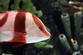 Red and white striped fish Royalty Free Stock Photo