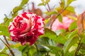 Red and White Striped Floribunda Rose