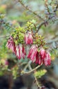 Red and white striped flowers of the Australian native Darwinia macrostegia hybrid Stripey