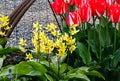 Red and white striped tulip planted with yellow lillies