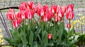 Red and white striped tulip planted with yellow lillies