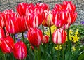 Red and white striped tulip planted with yellow lillies