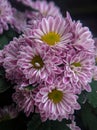 Red white Stripes chrysantenum flower with blurry background Royalty Free Stock Photo