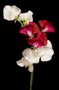 Red and White Sweet Peas