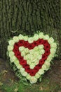 Red and white sympathy flowers near a tree Royalty Free Stock Photo