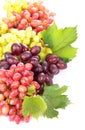 Red and white table grapes, wine grapes. Royalty Free Stock Photo