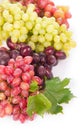 Red and white table grapes, wine grapes. Royalty Free Stock Photo