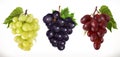 Red and white table grapes, wine grapes. Vector icon set