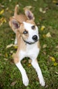 A red and white Terrier mixed breed dog with heterochromia in its eyes Royalty Free Stock Photo