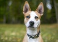 A red and white Terrier mixed breed dog with heterochromia in its eyes Royalty Free Stock Photo