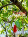 Red and white thread hanging on a blossoming tree branch first of march martisor martenitsa east europe balkan tradition Royalty Free Stock Photo