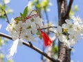 Red and white thread hanging on a blossoming tree branch first of march martisor martenitsa east europe balkan tradition Royalty Free Stock Photo