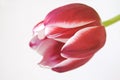 Red-white tulip Royalty Free Stock Photo