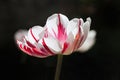 Red White tulip against black background Royalty Free Stock Photo