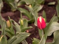 Red and white tulip blossom. Spring bloom in a botanical garden. Royalty Free Stock Photo