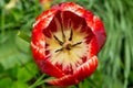 Red white tulip bud with water drops on a background of green bokeh grass. Close-up nature abstract background Royalty Free Stock Photo