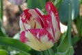 Red and White Tulip Close Up