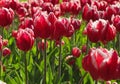 Red and White Tulip Cluster Royalty Free Stock Photo