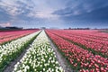 Red and white tulip field in spring Royalty Free Stock Photo