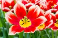 Red white tulip in field of tulips Royalty Free Stock Photo