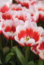 Red and white tulip. First spring flower blossom, close up Royalty Free Stock Photo
