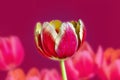 Red white tulip flower,colorful background Royalty Free Stock Photo