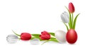 Red and white tulip flower with Easter egg