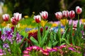 Red and white tulip flowers