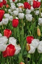 Red and White Tulip flowers Royalty Free Stock Photo